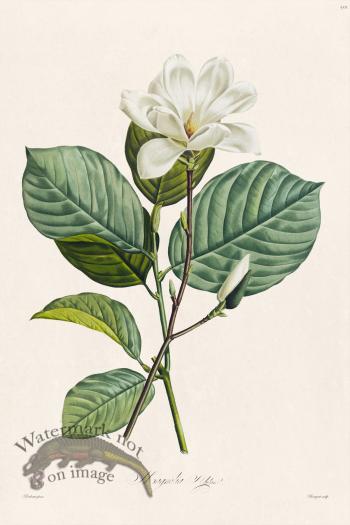 Les Liliacees Redoute 501